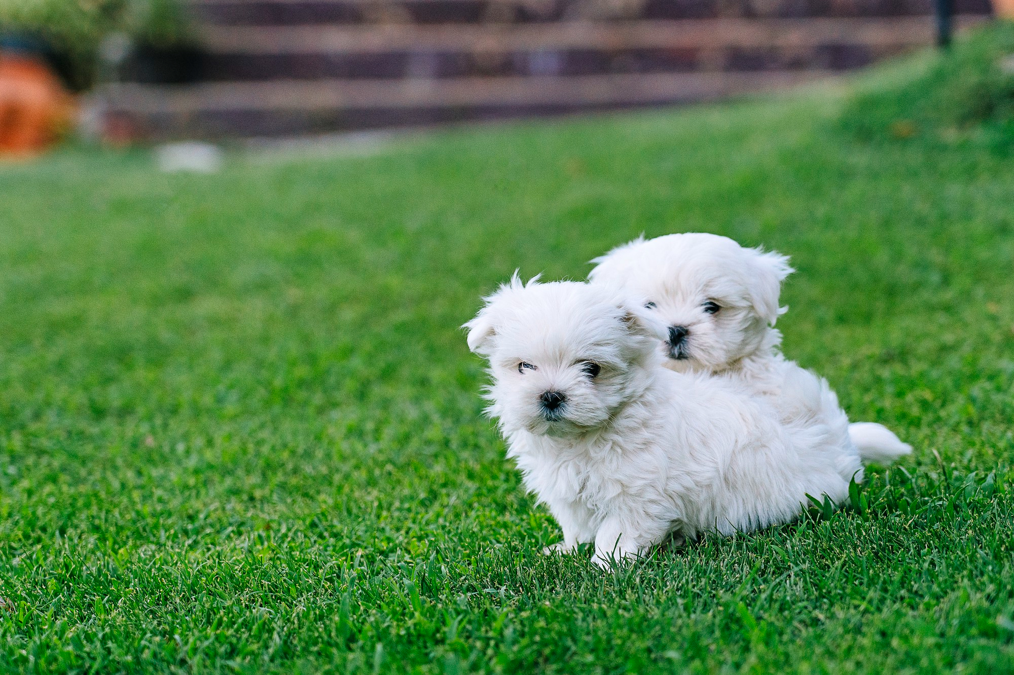 Bichon Maltes Hero ejemplo
