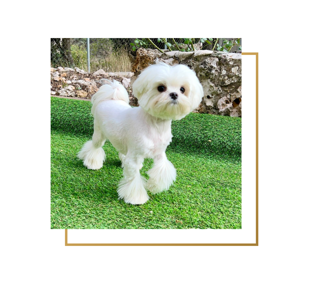 Bichon Maltes foto marco cuadrado
