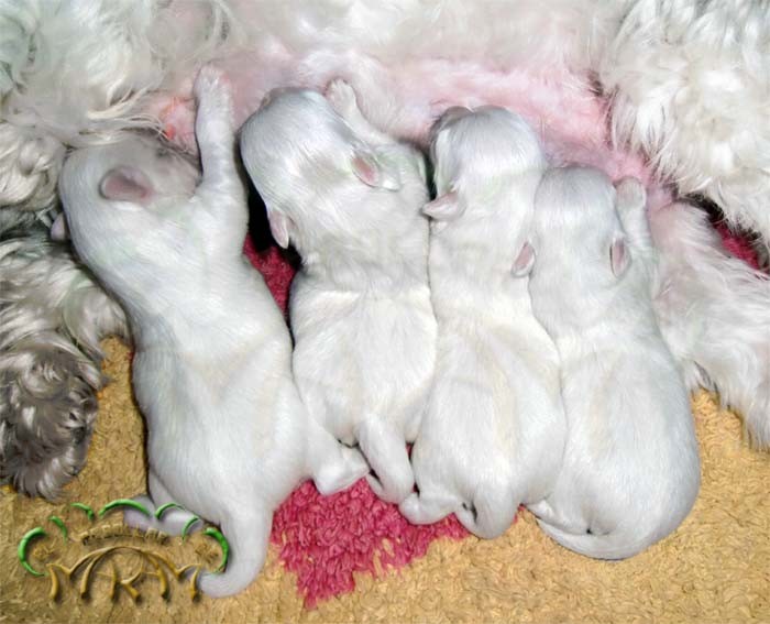 Camada de bichón maltés