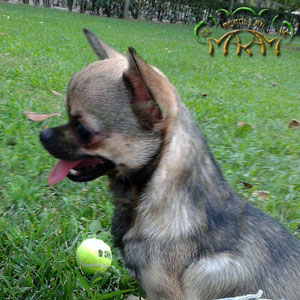 Image (8)