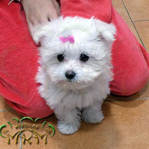 Image (8)
