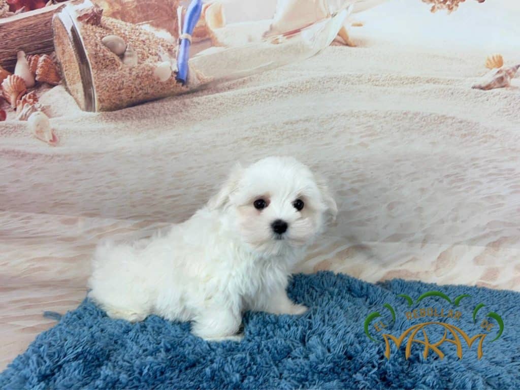 Marley1