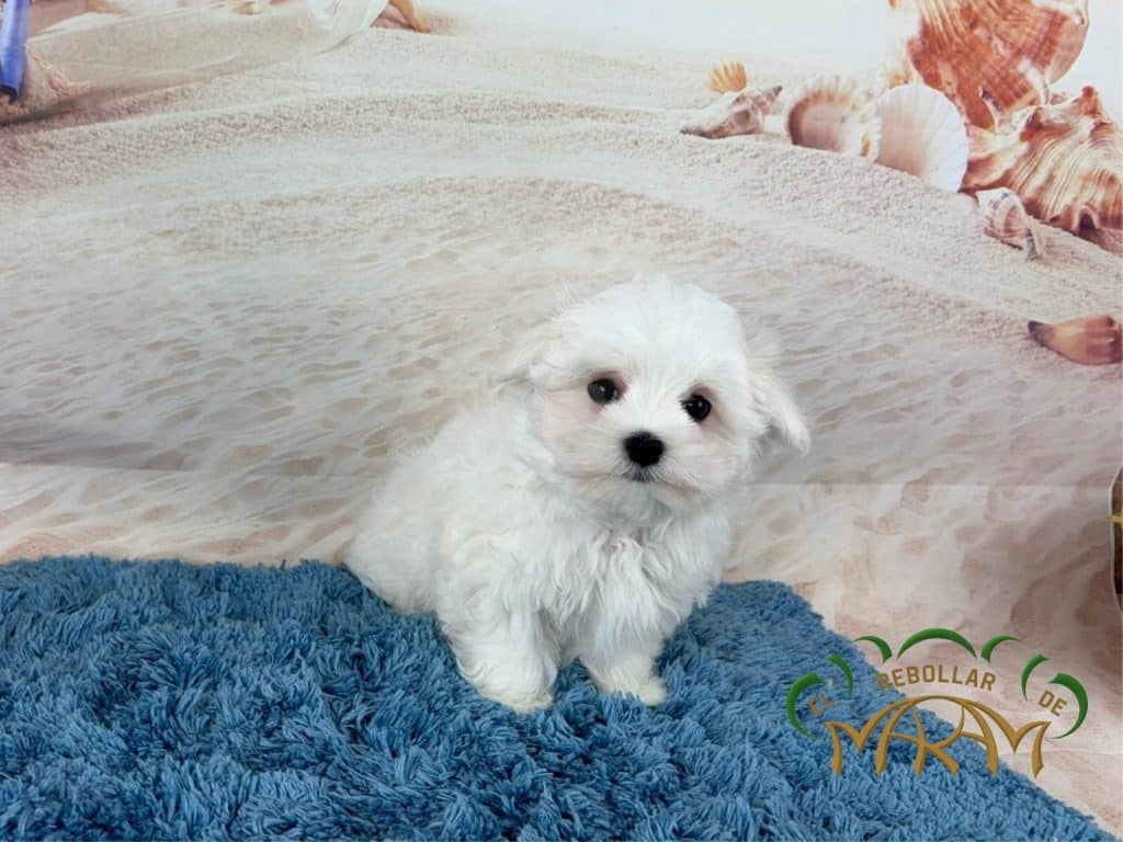 Marley2