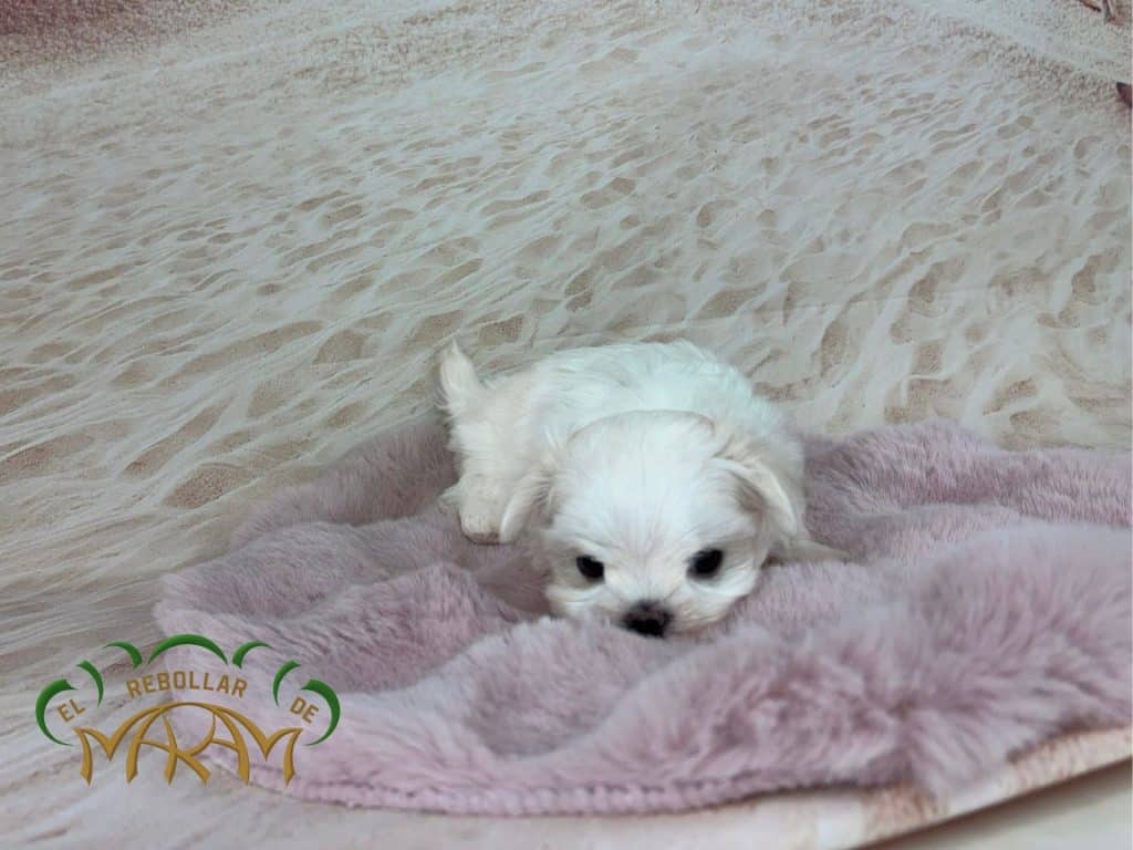 Perle